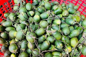 Farmers, traders despair when price of areca nuts falls