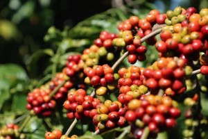 Coffee growers in Central Highlands delighted by bumper harvest