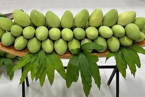 Mango and durian prices soar in Mekong Delta
