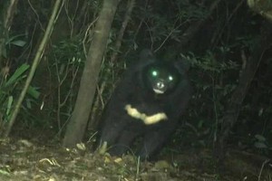 Rare Asian black bear spotted in Quang Tri