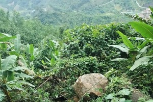 Earthquakes cause tons of rockslide debris to fall from mountaintop in Quang Nam