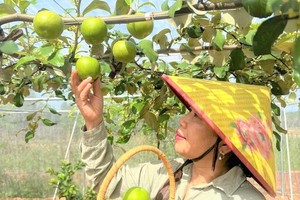 Decline in ODA poses challenge for Vietnam’s agricultural sector: Minister
