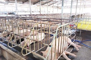 Agricultural sector guarantees adequate supply of livestock for Tet holiday