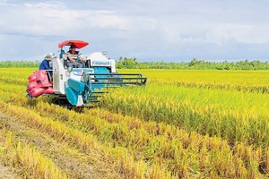 High quality, low-emission rice meets requirements of green growth 