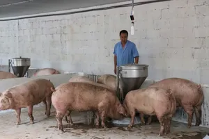 Pork prices soar amidst supply shortage