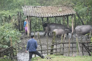 Anthrax outbreak in Quang Tri Province claims lives of cattle and buffalo