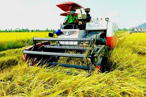 Responsible agencies working to enhance Vietnamese rice brand