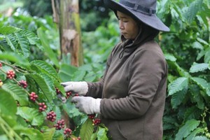 Efforts underway to boost Vietnamese coffee value through strategic partnerships