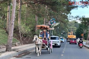 Da Lat bans horse-drawn carriages
