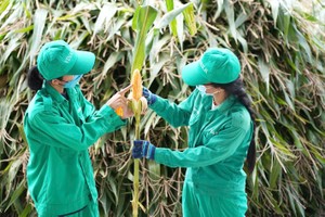 Digital transformation applied for agricultural development