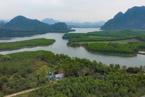 Apiculture under forest canopies brings stable income for beekeepers