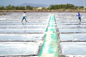 Ninh Thuan aims to enhance value of its salt industry