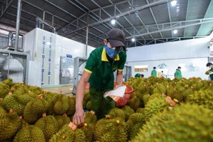 Durian farmers in Mekong Delta face price fall and reduced output