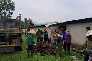 HCMC reports rare H5N1 encephalitis case in child