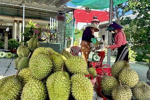 Farmers, businesses desperate with worry about price decline in durian export