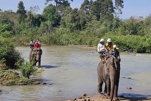 Unified effort underway to safeguard Vietnam's remaining domesticated elephants