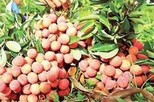 Fruit and vegetable export turnover drops sharply