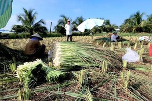 Mekong Delta's crop transition beneficial but not without peril