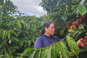 Vietnam's coffee exports projected to reach $7.5 billion by the end of 2025