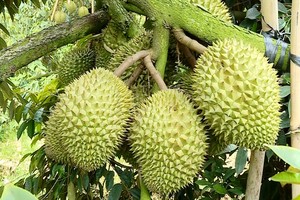 Durian farmers in Mekong Delta harvest crops despite losses to maintain hygiene