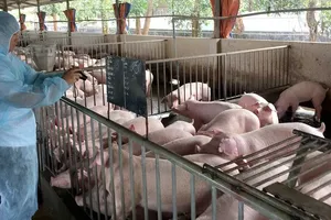 Following ASF spreads, control over pork supply to markets tightened