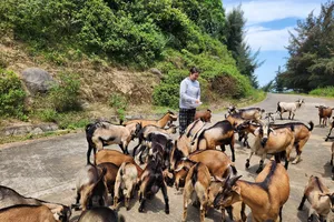Mountain goat farming boosts incomes in Ha Tinh’s coastal villages