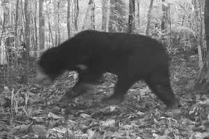 More rare animals found in Chu Mom Ray National Park