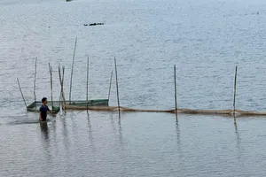 Mekong Delta farmers embrace ‘golden harvest' of flood season