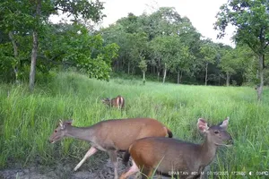 Rare wildlife thriving in Dak Lak forests