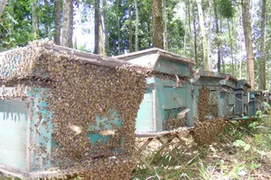 Beekeeping project helps local communities, protects forests