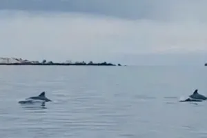 Joyful return of dolphins signals healthier seas at Cau Island