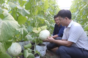 Digital transformation helps farmers boost yields and profits