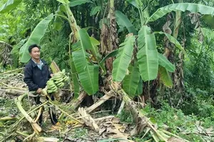 Special teams formed to protect communities after local man killed by elephant