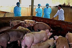 Mekong Delta races to contain African Swine Fever