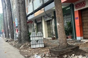 Sidewalk construction in Ho Chi Minh City puts urban trees at risk