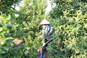 Thanh Hoa kumquat growers rush to meet Lunar New Year demand