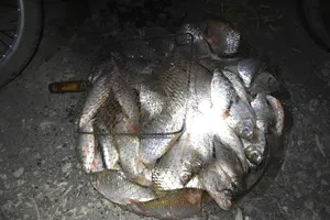 Tha La fish market: Dawn of unique trading tradition