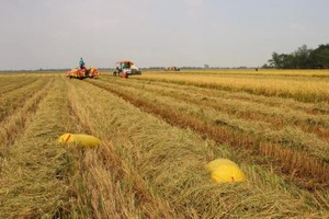 Dong Thap farmers secure buyers for high-quality rice