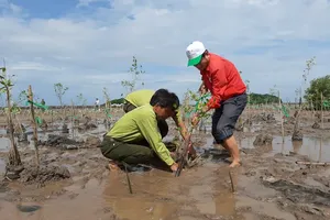 Coastal provinces plant over 11,600 hectares of forests