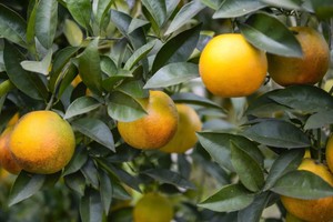 Thanh Hoa’s Van Du Commune begins its lively orange harvest season