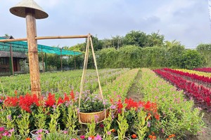 Flower village gears up for Sa Dec Ornamental Flower Plant Festival
