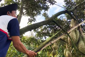 Off-season durian prices plummet, farmers in Mekong Delta fear losses