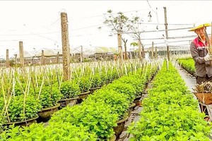 Farmers in Central region race against weather to restore Tet flowers