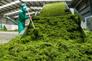 Ho Chi Minh City honors 156 businesses with 2025 Green Enterprises Award