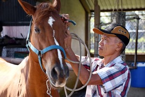 Duc Hoa’s last warhorses hold out for revival