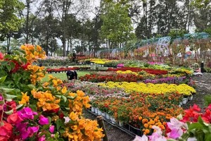 Massive Vietnam flower map draws visitors to Sa Dec