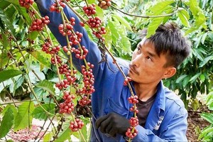 Vietnam’s coffee industry brews record year as exports surpass US$8 billion 