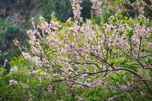 ‘Sea cherry blossoms’ bring spring magic to HCMC’s coastline