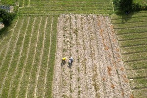 Farmers in Gia Lai Province harvest fresh scallion bulbs