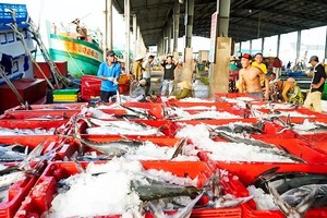 Mekong Delta fishing ports buzz as year-end catches bring windfall incomes
